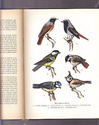 Tisíc dobrých rad mladým včelařům, holubářům, králikářům, chovatelům, meteorologům