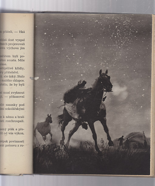 Čing - ptáčí král