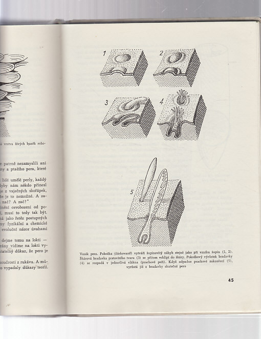 Proč má slon chobot a ptáci peří