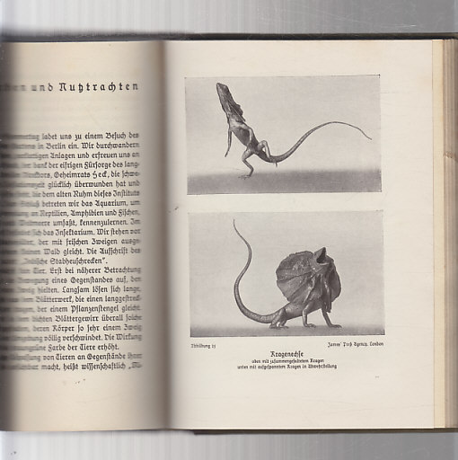 Im Zauber des Tierlebens, Bücherfreunde -V magii zvířecího života, knižní přátelé 