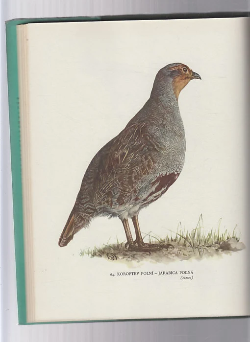 Naše lovné ptactvo