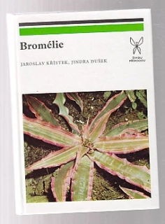 Bromélie