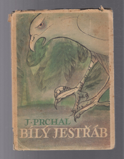 Bílý jestřáb
